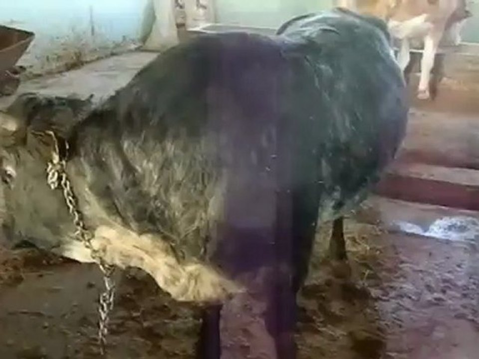 kurban