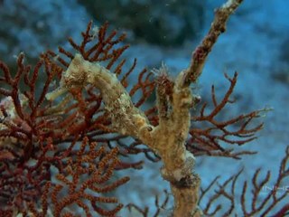 Imax - Oasis en el oceano