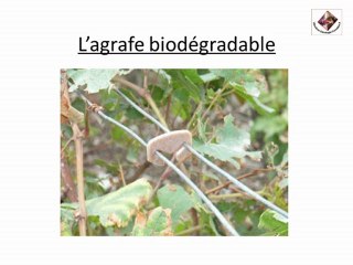 Palissage de la vigne avec des agrafes biologiques
