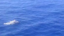 Dauphins
