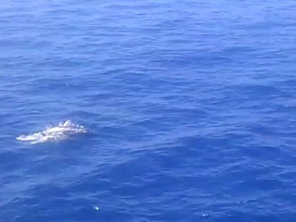 Dauphins