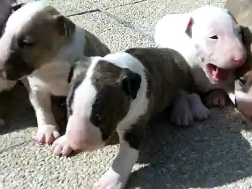 Chiots Bull Terrier 3 semaines