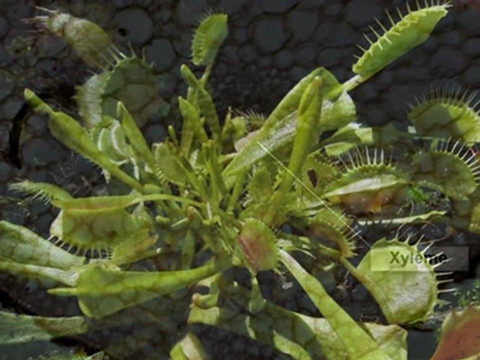 Les secrets de la dionée