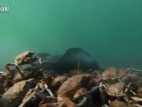 Крабы и скат. Уникальные кадры подводного мира