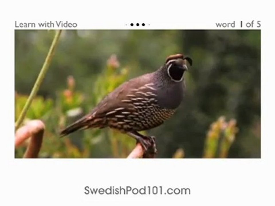 Learn Swedish with Video - Birds of a Feather Flock Together