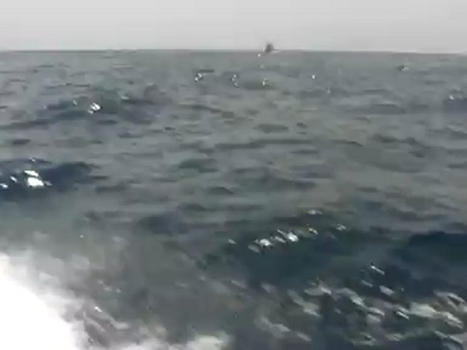 Dauphins pendant une pêche au gros sénégal
