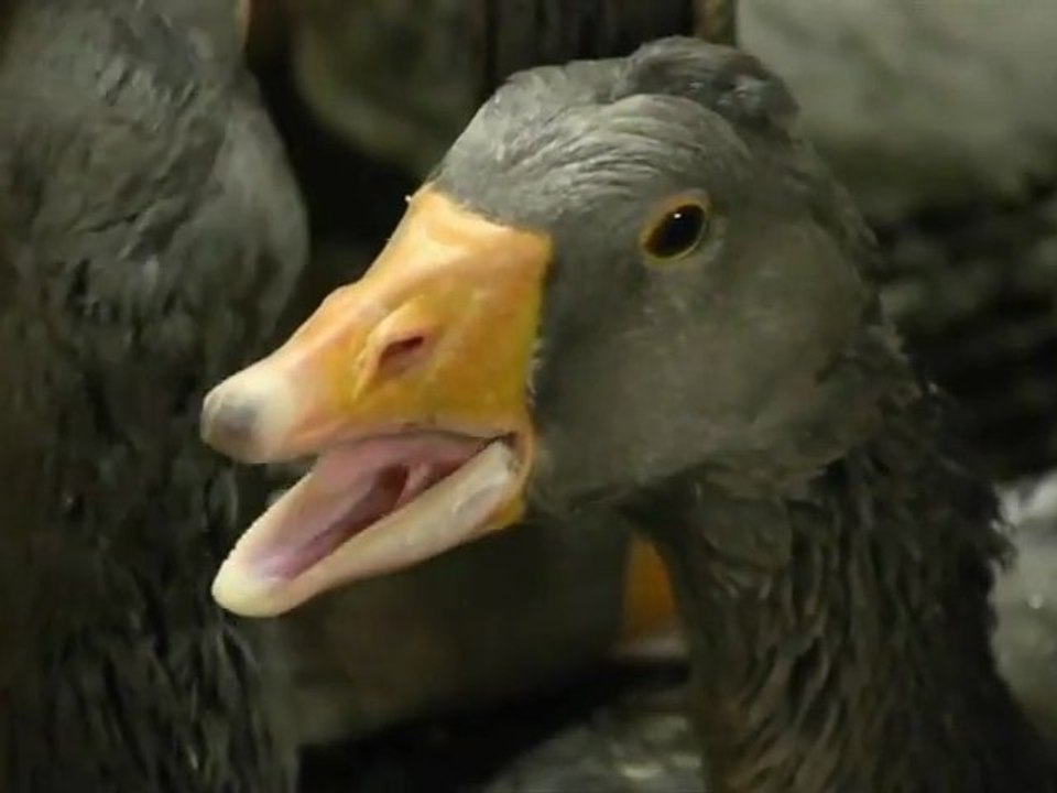Foie Gras Horror (Fortnum and Mason)