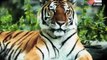 Salman Tiger Khan to Adopt Tigers
