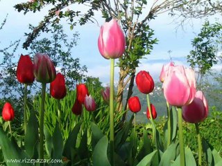 Mehmet Emin Ay Esma Zikri