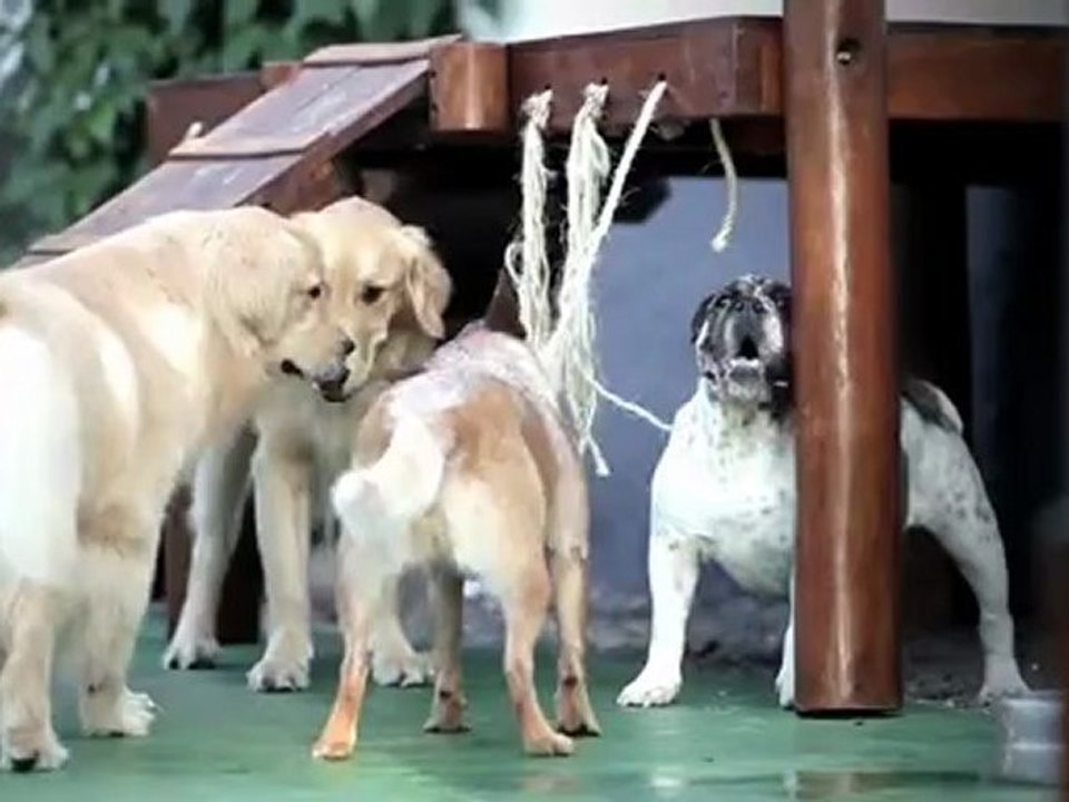 Dog Solution   Enriquecimento Ambiental para Caes Urbanos
