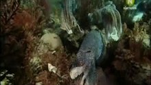 Смышлёные каракатицы