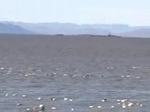 Le retour des oies blanches