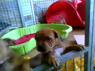 Chiot staffie de la 9ème portée de Staffordland dans le parc