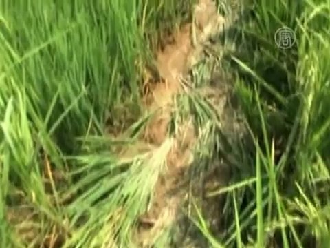 Слоны разбушевались и едят урожай