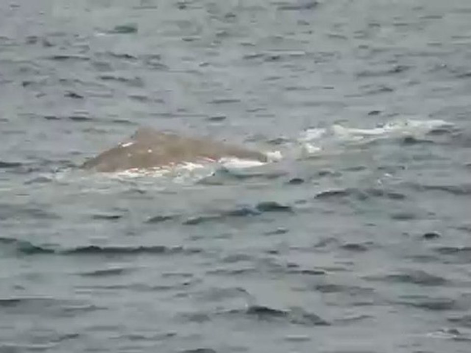 Safari baleine