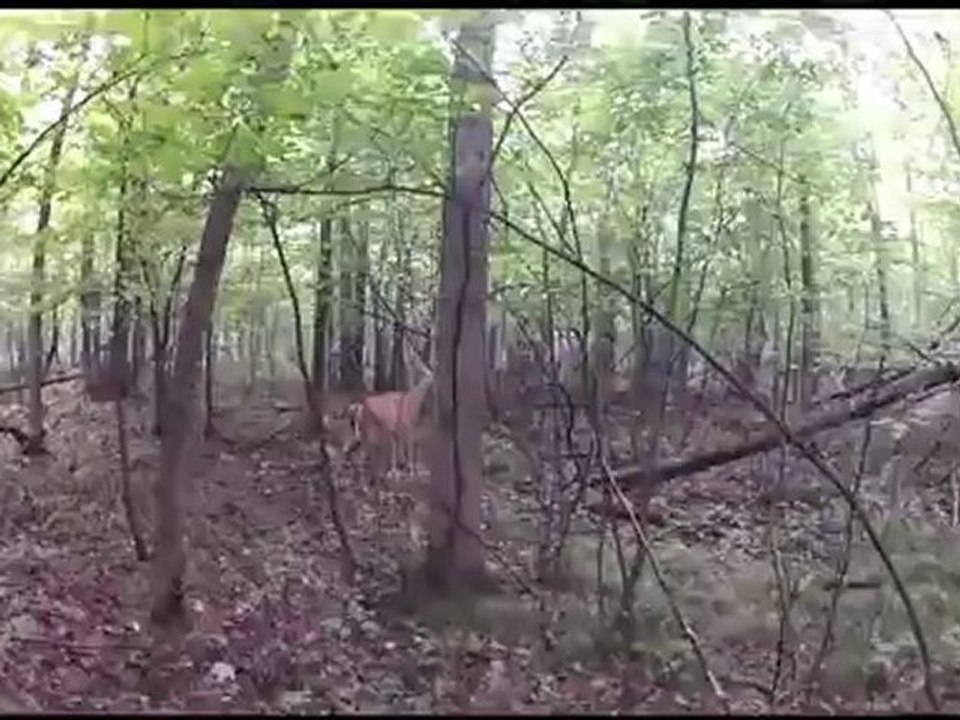 Dans la forêt