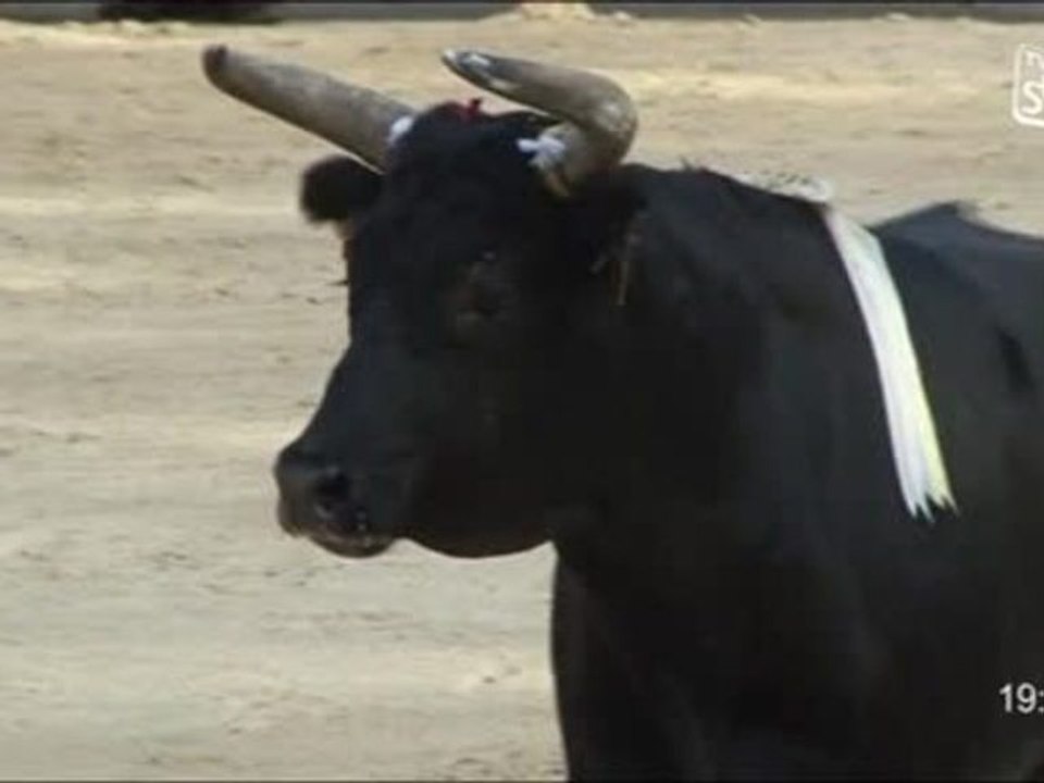 Course Camarguaise : Le Trophée de l’avenir (Montpellier)