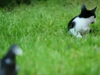 Funny Cat Stalking a Bird - WarrantCheck.com