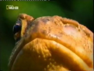 Etologia: El misterio de los sapos que explotan