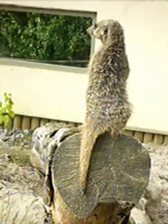 suricate