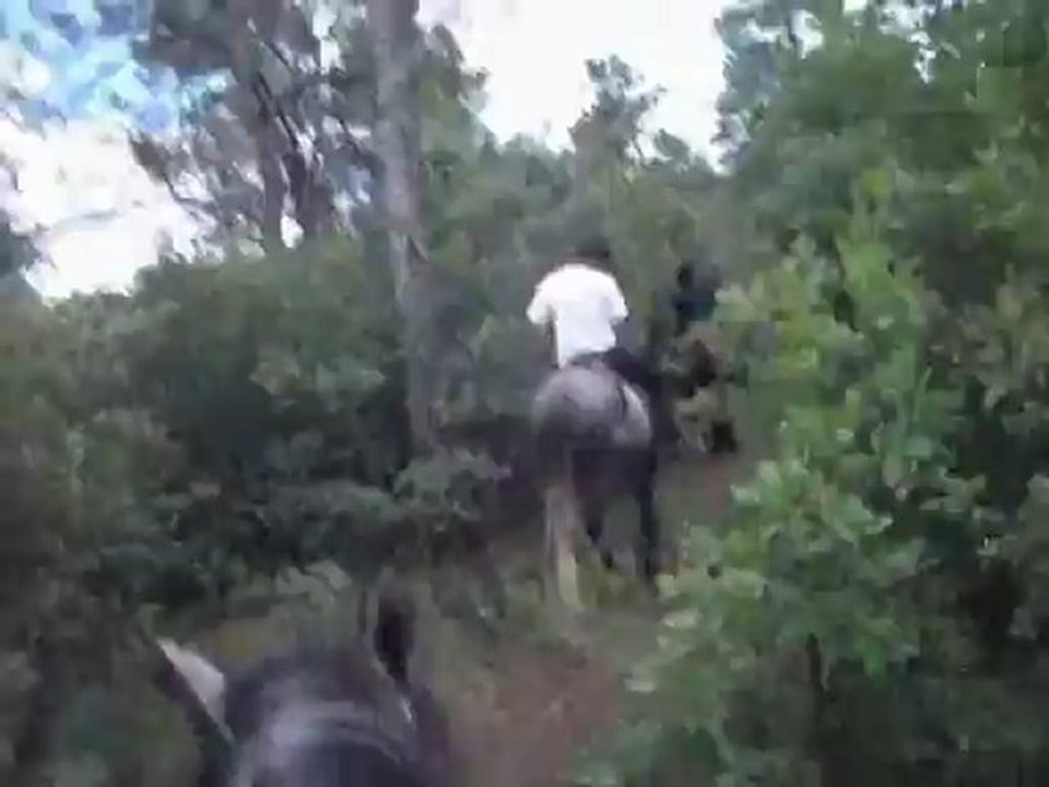 Galatéo et Martial dans la forêt ! 2012