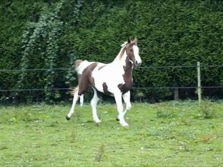 Ma belle nouvelle jument (arabe x paint)
