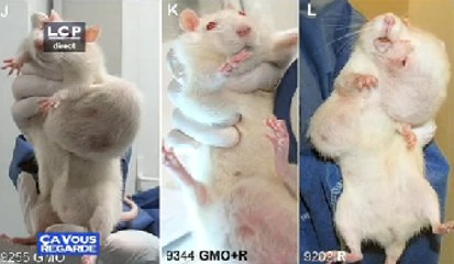 Ça Vous Regarde - Le débat : OGM : l'étude qui dérange