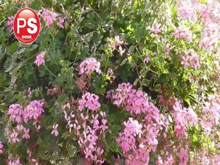 Le PS Dourois fait confiance aux jeunes