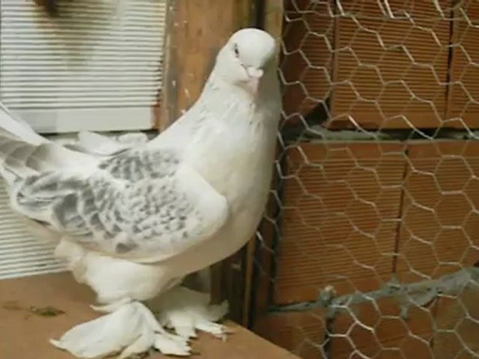 Damızlık silik erkekgim