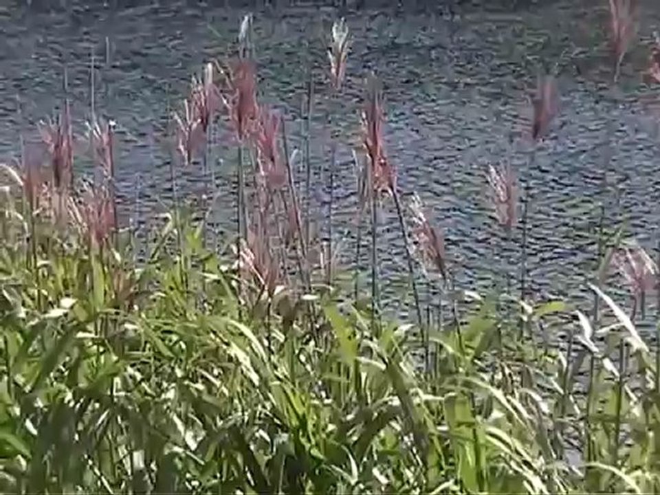 Am Waldsee (Strings&Bells