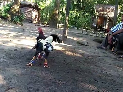 Vidéos d'archives - Les coqs _ Météorite vs rouge patte blanche Giscard(2jan12)