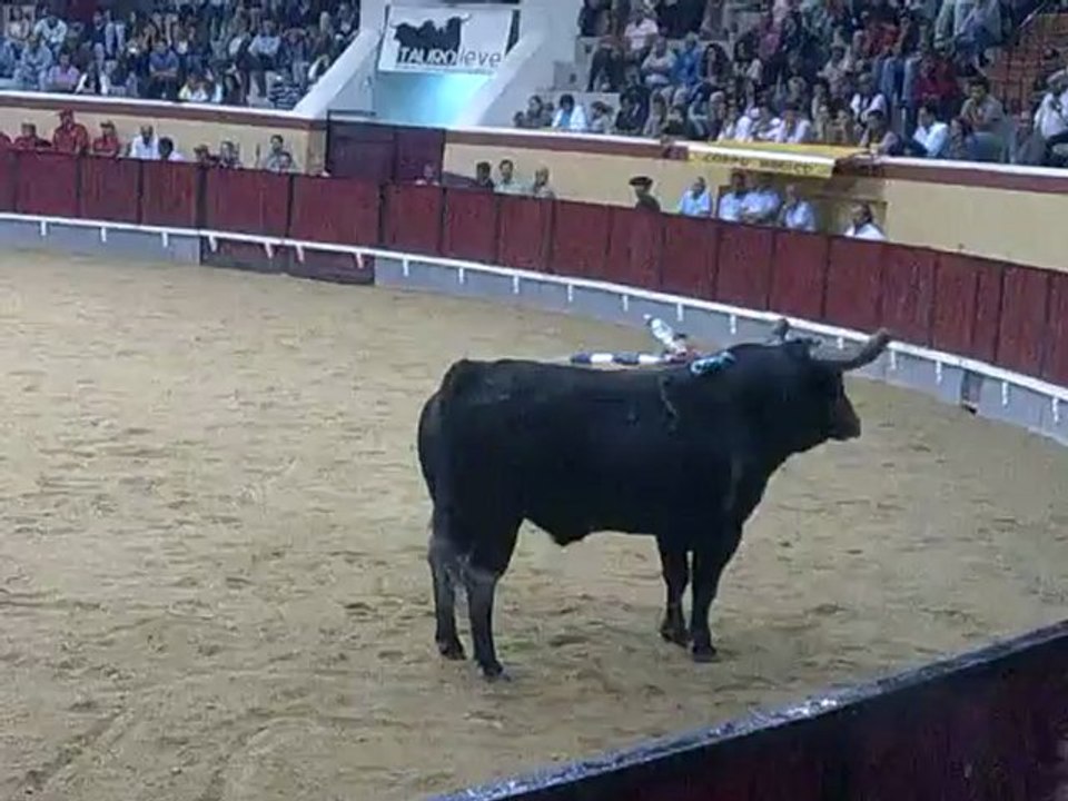 Marcio Francisco Amadores de Vila Franca pega toiro Palha