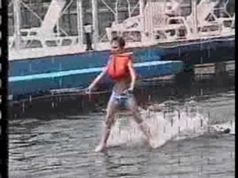 Dolphins !
