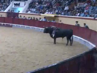 Ricardo Patusco Amadores de Vila Franca pega toiro Palha