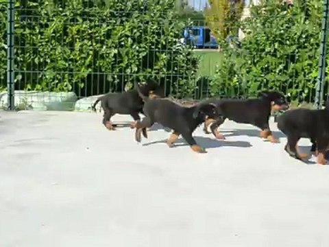 chiots LOF à vendre males beauceron, berger de beauce, bas-rouge.