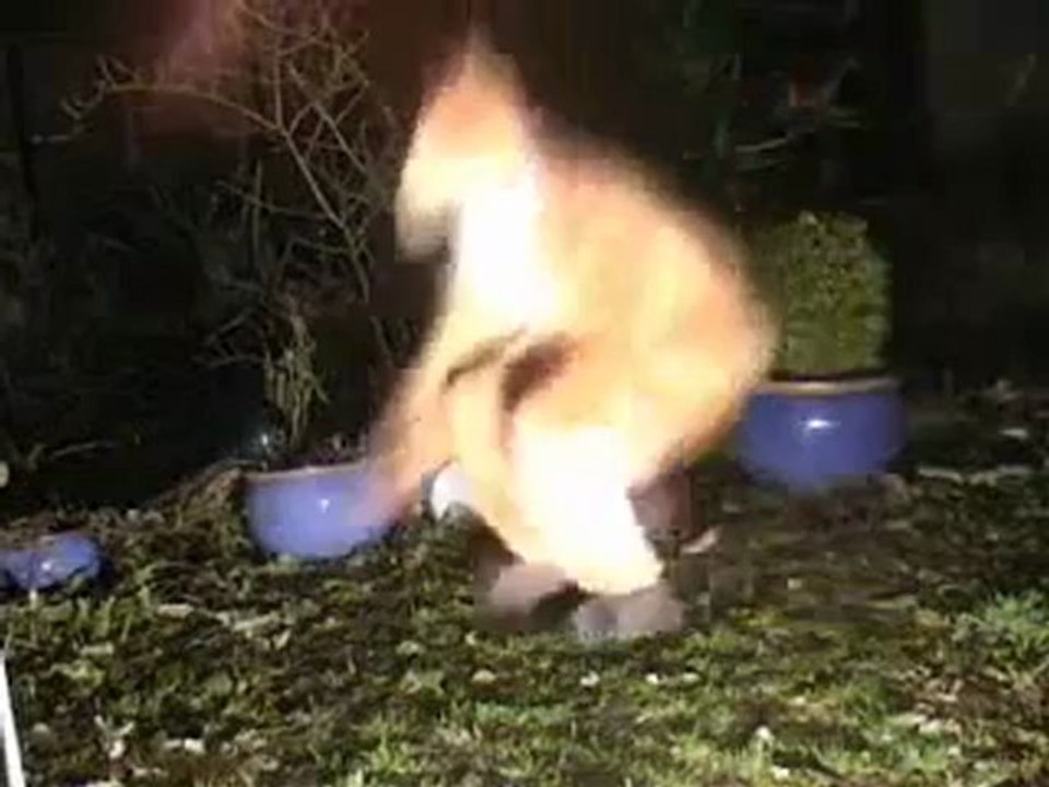 Dentallica-frontman_james_hasipopasifield_is_on_vitamine.wmv