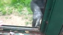 Умная шимпанзе просит выпустить ее, показывая как надо открыть клетку