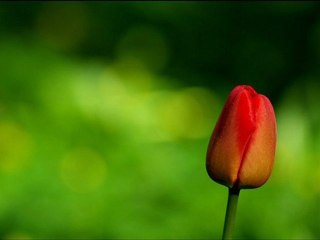 سورة عبس فارس عباد