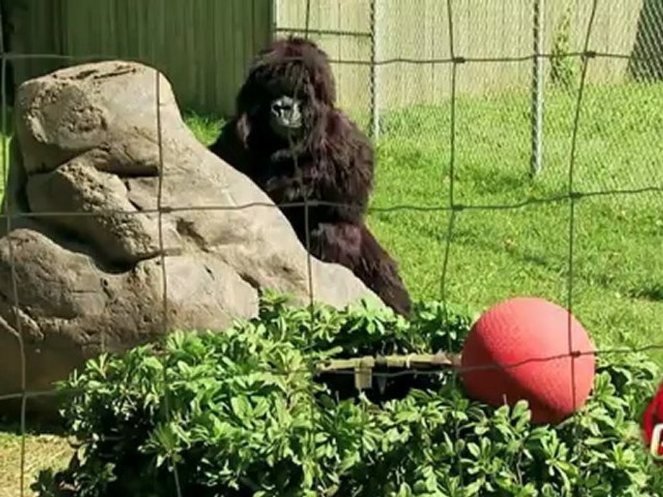 Le gorille joue à la balle
