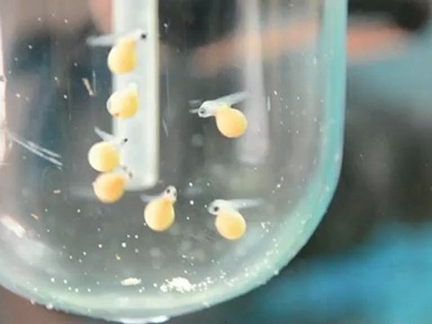 BEMBA GOLD YAVRULARI 1