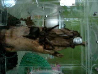 Tapinauchenius Cupreus Breeding part 1