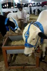 sakran cattle farm 2012 mandi karachi part1