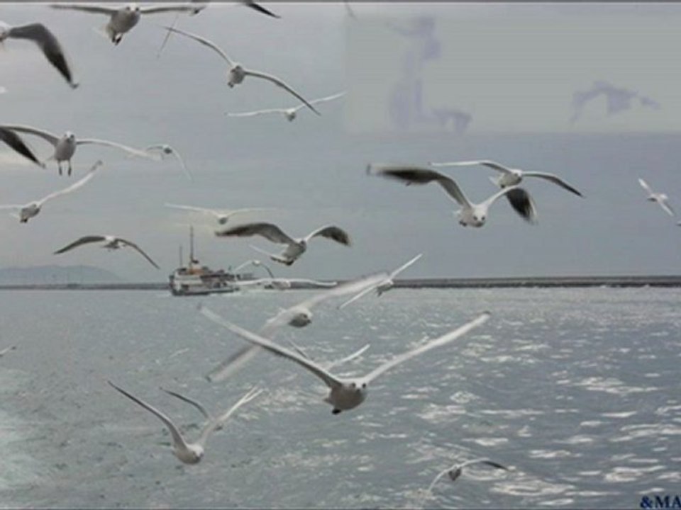 Suzan Kardeş Bir Kızıl Gonca