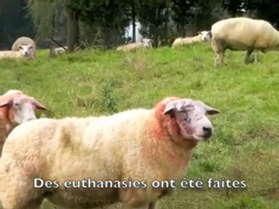 Carnage dans un troupeau de brebis