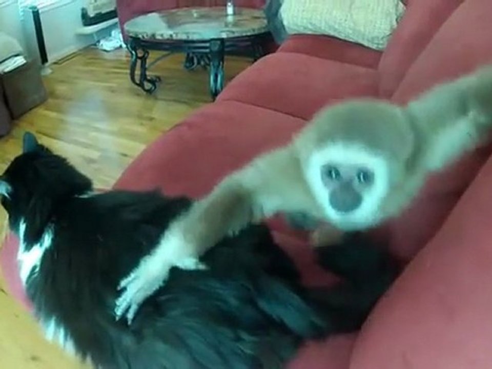 Chat vraiment trés patient avec un jeune singe