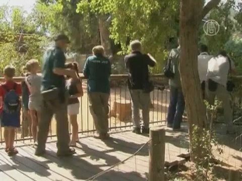 Новорожденный тапир стал звездой зоопарка