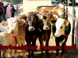 Bayburt'ta Kurbanlıklar Pazara İndi