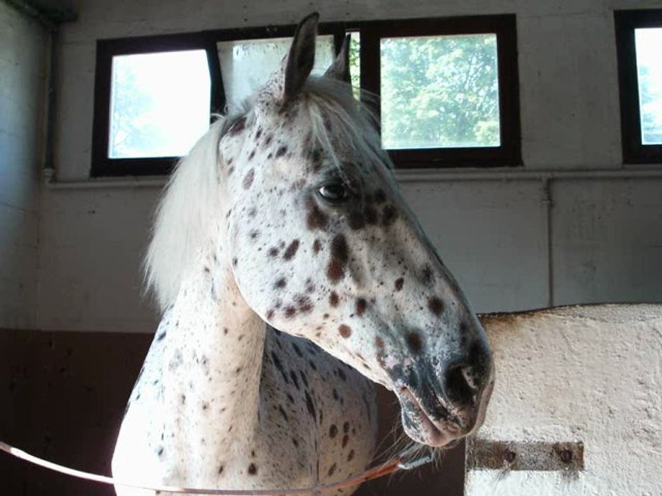 Clip du centre équestre de Poitiers et Maine Gaudin