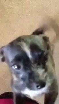 Coco nun özür dilemesi