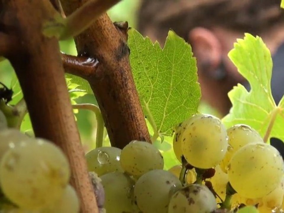 Les Vendanges en Sarthe